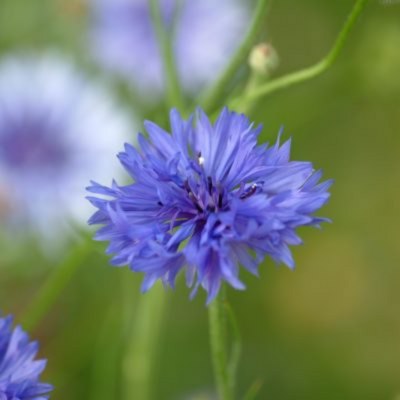 Le Bleuet : confort et beauté des yeux - Herbier des plantes – Ladrôme  Laboratoire