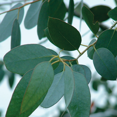Eucalyptus, feuille entière