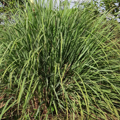 lemongrass herbier