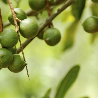 Macadamia ternifolia - Noix de Macadamia - Boutique Végétale