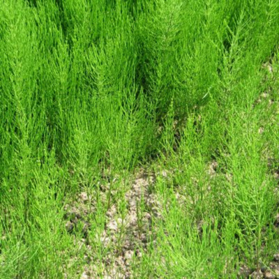 Prêle des champs : articulations souples - Herbier de plantes