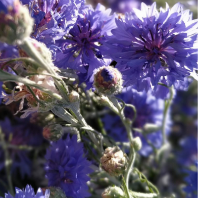 Eau florale de Bleuet