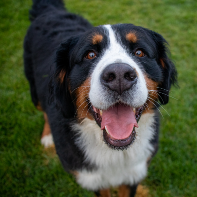 Huiles essentielles anti-puces et tiques pour chiens