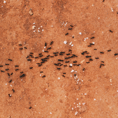 huiles essentielles fourmis