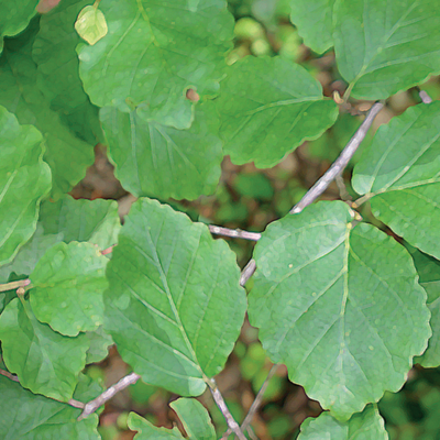 Eau florale d'Hamamélis