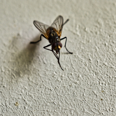 anti-mouche naturel