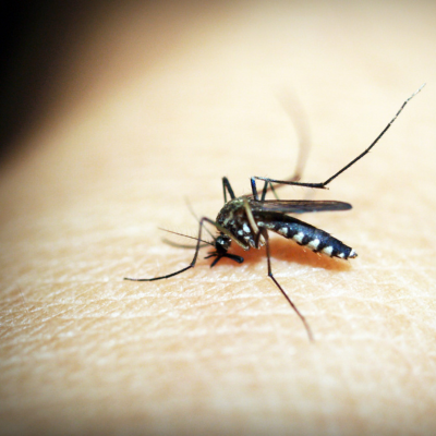 piqûre d'insecte