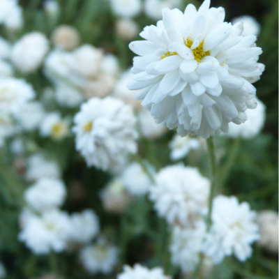 Eau florale de Camomille romaine