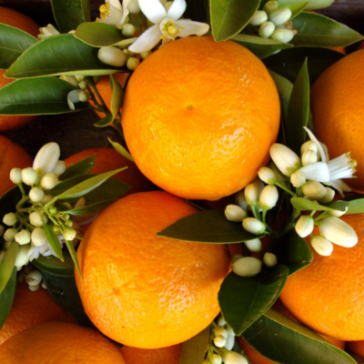 Eau florale de fleur d'Oranger