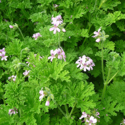 Eau florale de Géranium