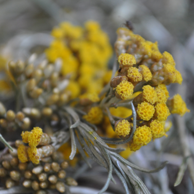 Eau florale d'Hélichryse italienne
