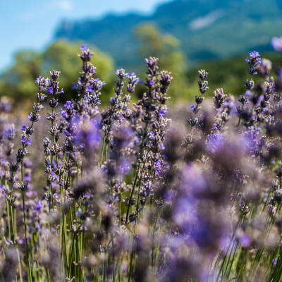 Eau florale de Lavande