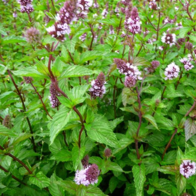 Eau florale de Menthe poivrée