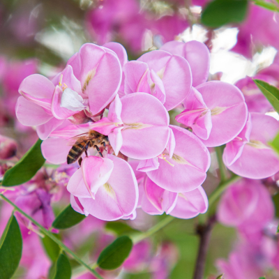 pollen et propolis