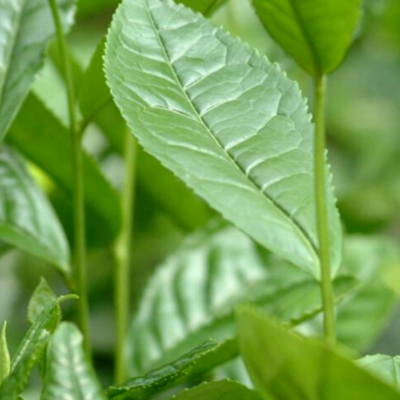 Eau florale de Thé vert