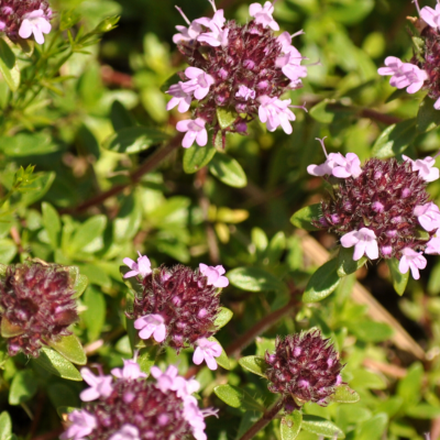 Eau florale de Thym à thujanol