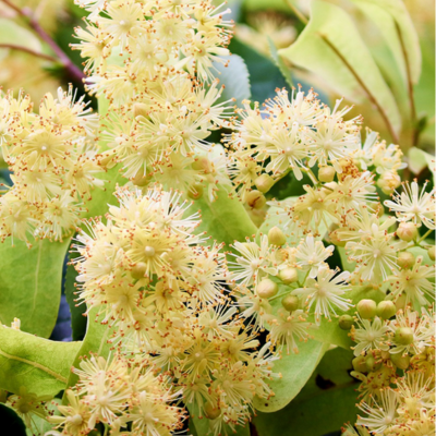 Eau florale de Tilleul