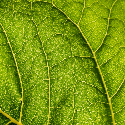 Astuces naturelles pour soulager les varices