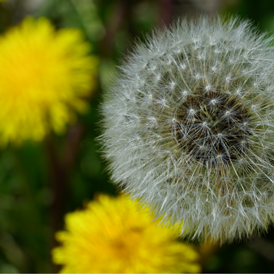 allergies saisonnières astuces