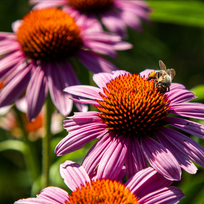 échinacée pourpre bienfaits