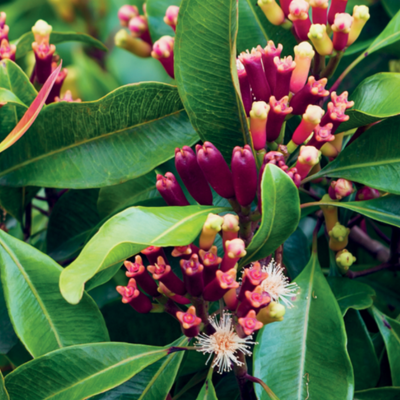 Clou de girofle arbre