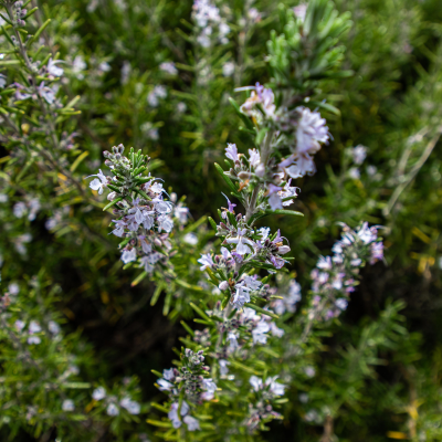 Eau florale de Romarin à verbénone
