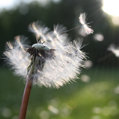 rhume des foins
