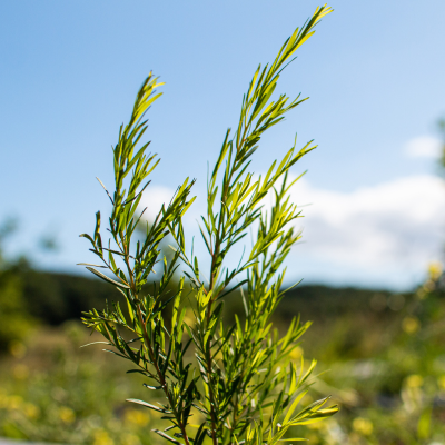 tea tree