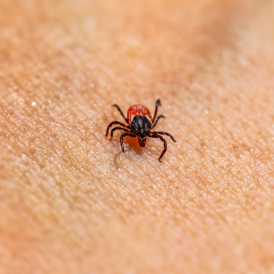 huiles esseentielles et tiques