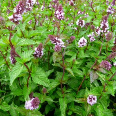 menthe poivrée en fleurs