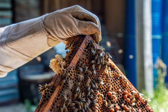 différence propolis et gelée royale