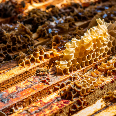 propolis bio