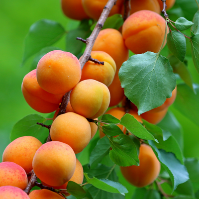 abricot bienfaits herbier