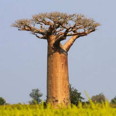 baobab herbier