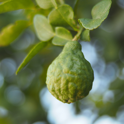 Bergamote herbier