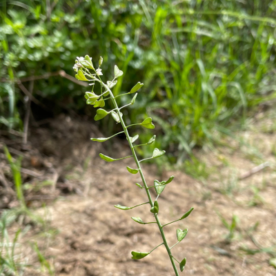 Bourse à pasteur plante