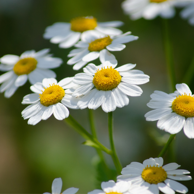 camomille matricaire herbier