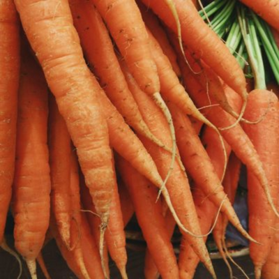 carotte herbier