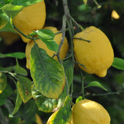 citron herbier