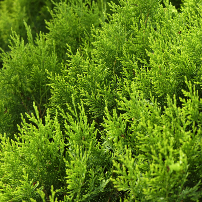 Cyprès herbier