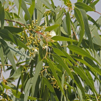 herbier eucalyptus citronné