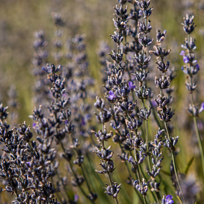lavande vraie herbier