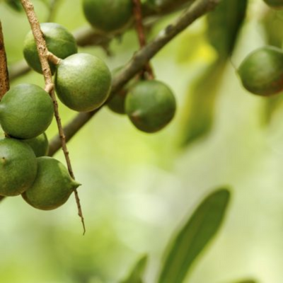Macadamia herbier