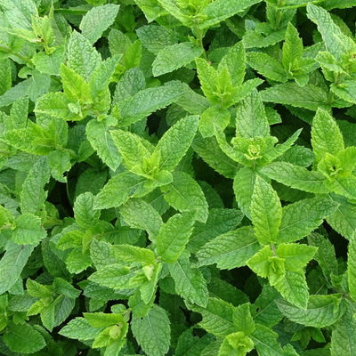 menthe poivrée herbier