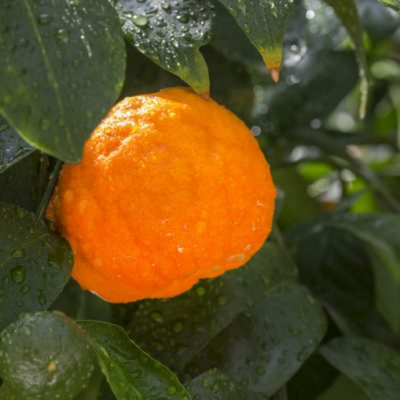 oranger amer herbier