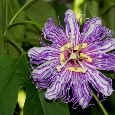 passiflore herbier