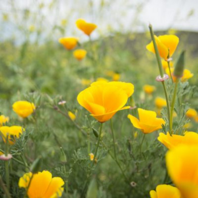 Pavot jaune de Californie herbier