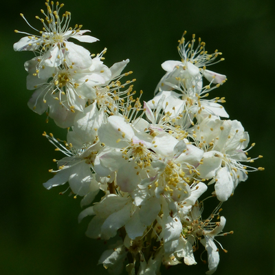 Reine des prés herbier