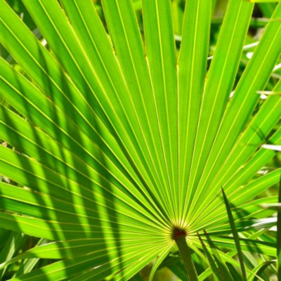 Sabal palmier herbier