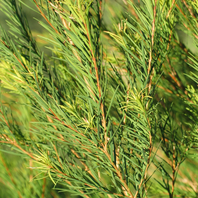 tea tree herbier